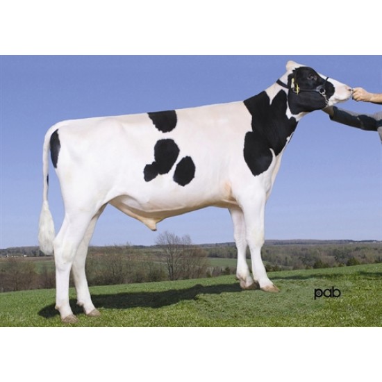 Tinh bò sữa HF-MICKEY/Canada